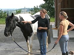 horse therapy